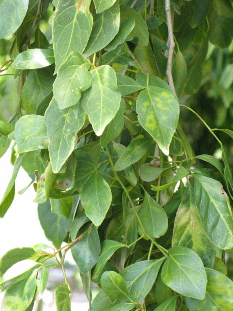            Shade leaves (Nigerian Powder Flask, Winter Haven, FL)   